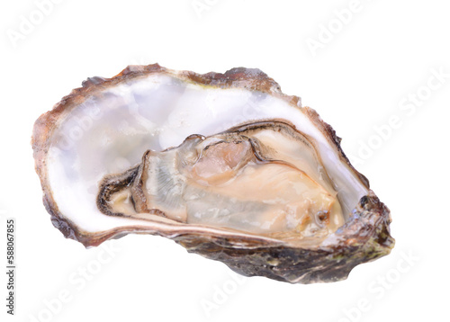 Oyster on a white background