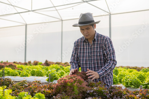 Hydroponics Vegetable Concepts Asian young man inspecting and picking fresh lettuce On the farm, see the harvesting process and check the quality of vegetables for harvest and sale.