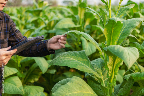 An Asian man inspects tobacco leaves in a tobacco plantation for quality and size before harvesting to meet industry standards before being cut and sent to the cigarette factory.