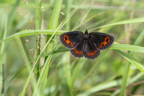 The Scotch argus ( Erebia aethiops ), brown butterfly