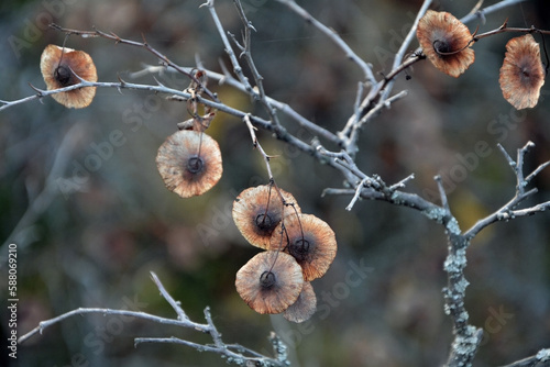 Closeup of branches and dry fruits of Jerusalem thorn (Paliurus spina-christi) in autumn. photo