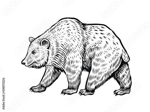 Walking bear sketch, vector black and white illustration, side grizzly view.