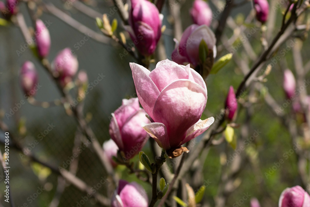 pink magnolia flowers pink magnolia flowers