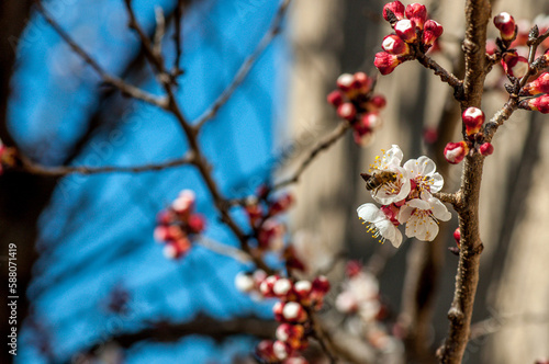 Arbre fruitier en fleur au printemps.	 photo