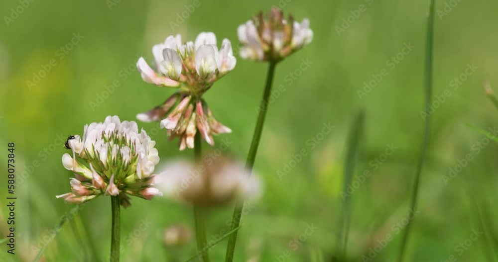 Wildlife macro. Ant on White Clover Flower on a Green Field close-up. Natural background. Landscape, Nature, Summer. Wildlife macro. Ant on White Clover Flower on a Green Field close-up. Natural background. Landscape, Nature, Summer.