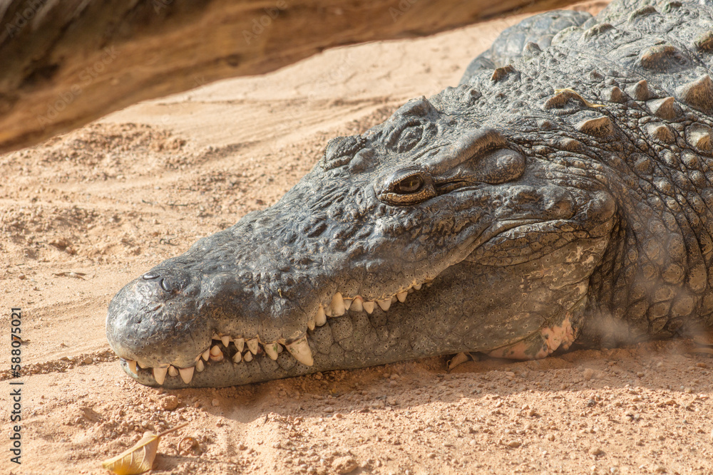 Fototapeta premium Cocodrilo