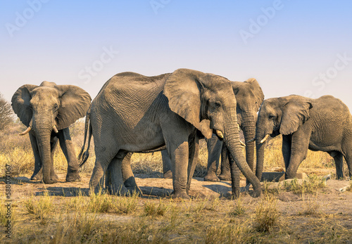 Herd of Elephants - African Wildlife, Africa