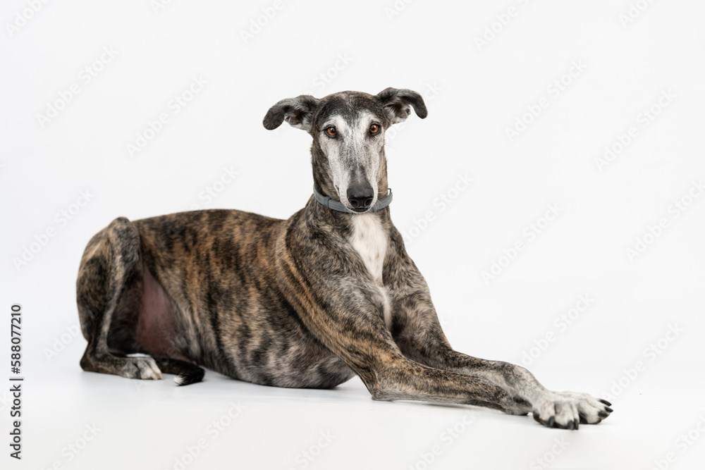 Galgo Tumbado