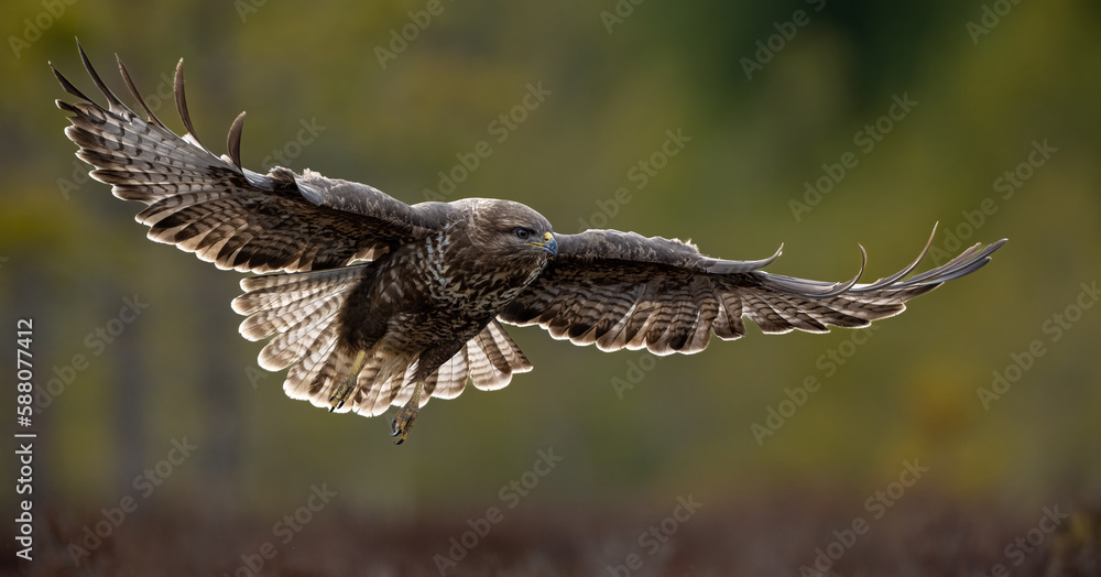 Obraz premium Common buzzard in flight with forest background