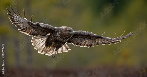Common buzzard in flight with forest background