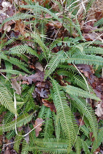 Closeup on a evergreen Deer fern, Struthiopteris spicant in the forest photo