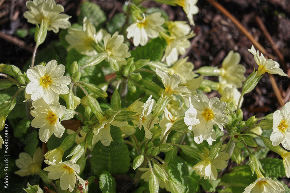 Schlüsselblume, Frühling, Bienenpflanze, Blüten, Blumen Schlüsselblume, Frühling, Bienenpflanze, Blüten, Blumen