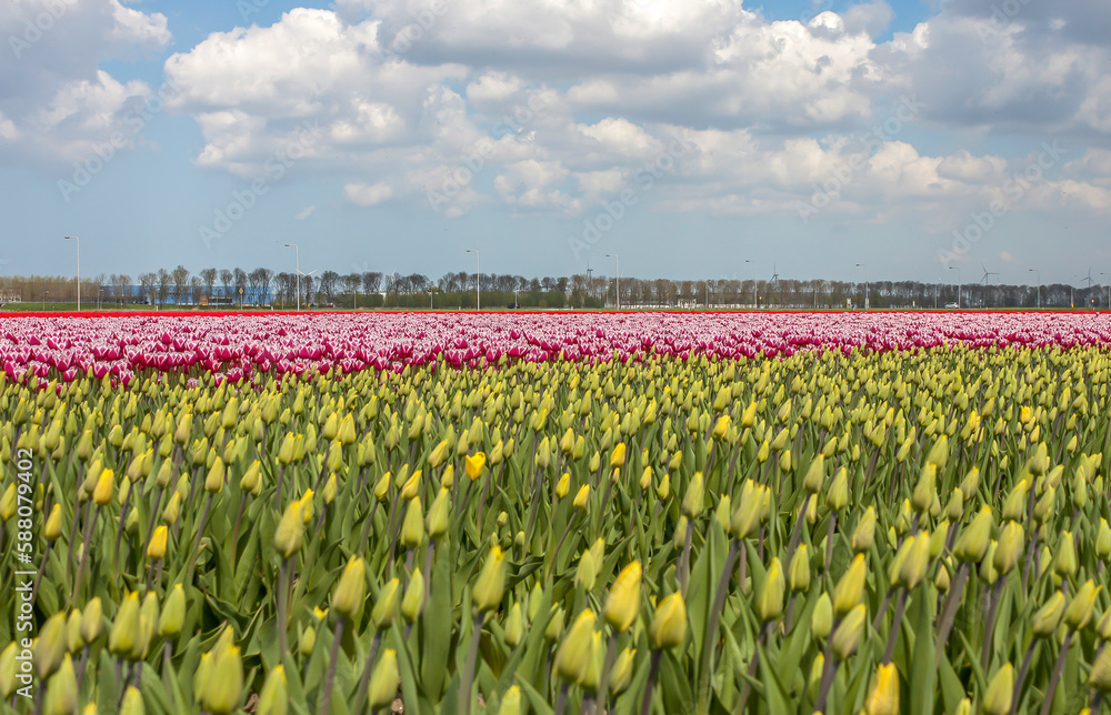 field of tulips and blue sky field of tulips and blue sky