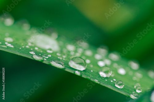 Beautiful large drops of fresh morning dew in juicy green grass macro. 