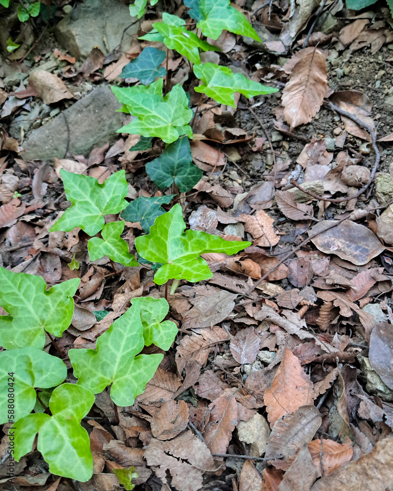 leaves on the ground leaves on the ground