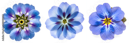 Blue flowers Primula   primrose   isolated on white background. Spring blossom. Generative AI