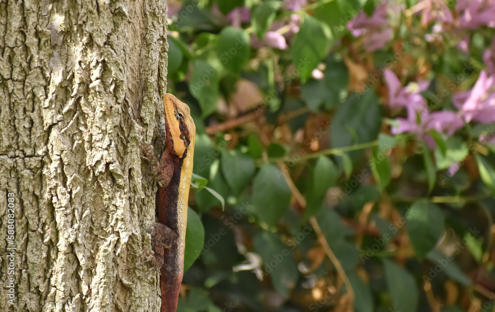 A closeup picture of a Peninsular rock agama or South Indianrock Agama on tree A closeup picture of a Peninsular rock agama or South Indianrock Agama on tree