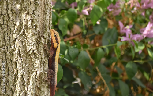 A closeup picture of a Peninsular rock agama or South Indianrock Agama on tree photo