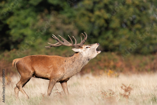 Red deer stag calling during the rut in autumn