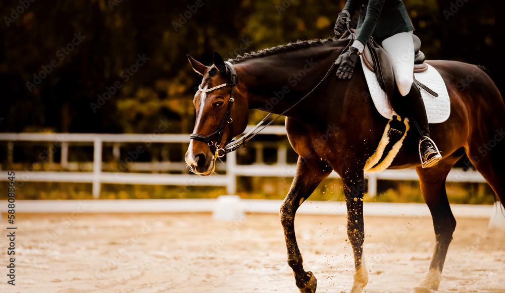 Obraz premium A beautiful bay horse with a braided mane and a rider in the saddle participates in dressage competitions. Equestrian sports and horse riding.