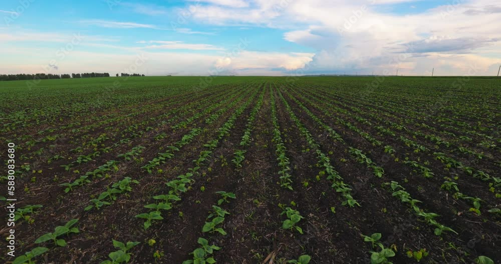 Green Sprouts Sunflower in Field on a Farm, Slow motion. Agriculture. Cultivation Plants Crop. Green Sprouts Sunflower in Field on a Farm, Slow motion. Agriculture. Cultivation Plants Crop.