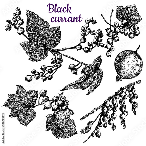 Black currant. Leaves, branches and berries. Black and white sketch.Stock vector illustration. Hand drawing. Isolated on a white background.For the design of product packaging, labels