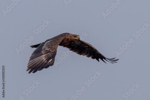 Greater spotted eagle or Clanga clanga observed near Nalsarovar in Gujarat India