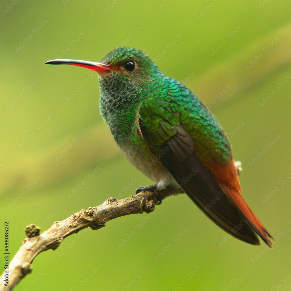 Fototapeta premium Hummingbird in Mindo, Ecuador, South America 