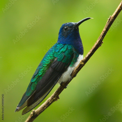 Hummingbird in Mindo, Ecuador, South America 