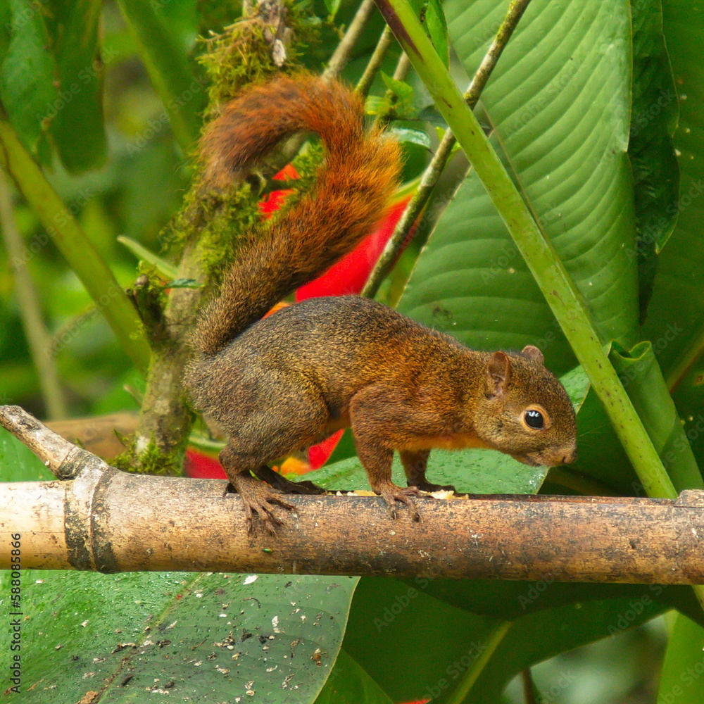 Squirrel on a bird feeding place in Mindo, Ecuador, South America
Squirrel on a bird feeding place in Mindo, Ecuador, South America