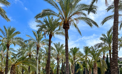 Palm trees against sky