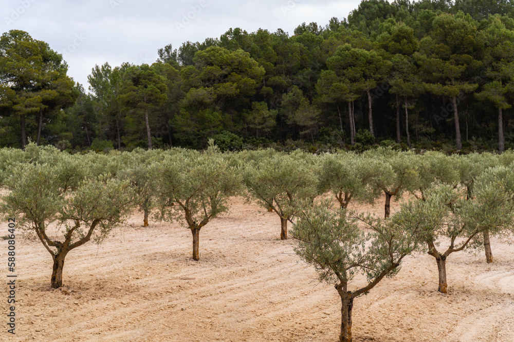 Olive field near a forest.