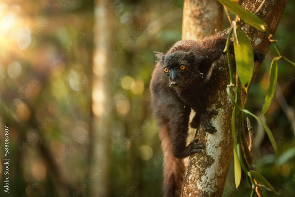 Obraz premium Wildlife of Madagascar: close up Black lemur, Eulemur macaco. Dark lemur from Madagascar in moist forest, lit by morning sun rays. Eye contact, black fur, bright orange eyes. Sambirano, Madagascar.