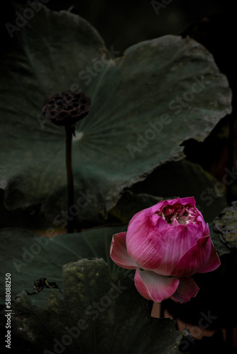 lotus, flower, water, leave, spirit