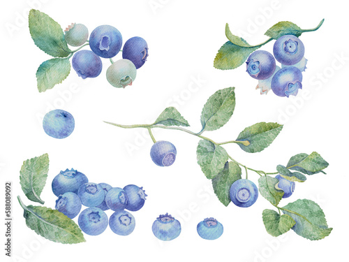 Set of Blueberries on an isolated white background. watercolor hand drawn berries