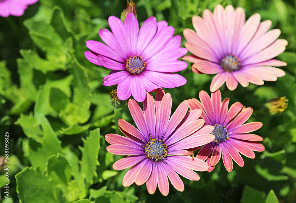 Purple African daisy