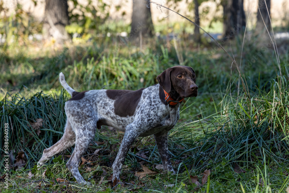 A german shorthaired pointer searching