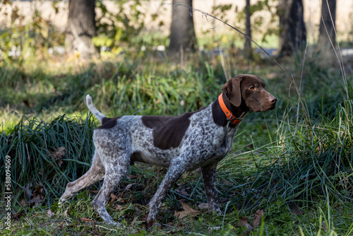A german shorthaired pointer hunting