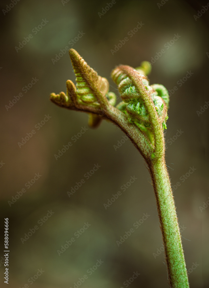 A fern leaf opens by twisting creating original shapes. Selective focus. A fern leaf opens by twisting creating original shapes. Selective focus.