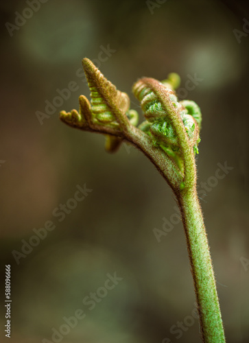 A fern leaf opens by twisting creating original shapes. Selective focus.