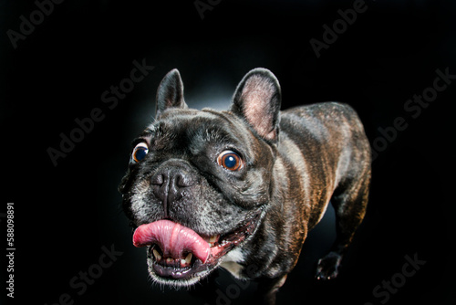 French bulldog with tongue out on a black background. Close up.