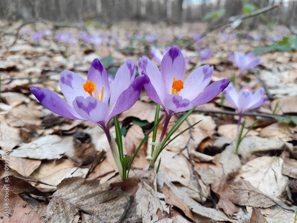 spring crocus flowers in forest spring crocus flowers in forest