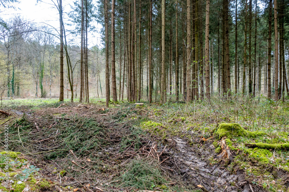 Fototapeta premium Abholzung im Mischwald im Frühjahr