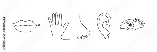 Five human senses one line drawing set. Touch, smell, taste, look, hear icon. 5 five types symbols. Vector illustration photo