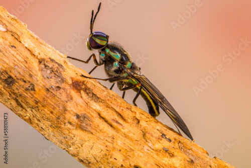 Hermetia illucens, the black soldier fly, is a common and widespread fly of the family Stratiomyidae