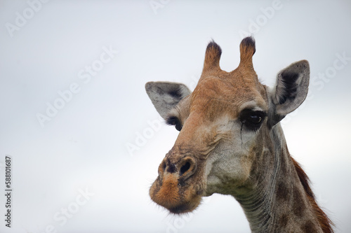 African giraffe2 © Frederick