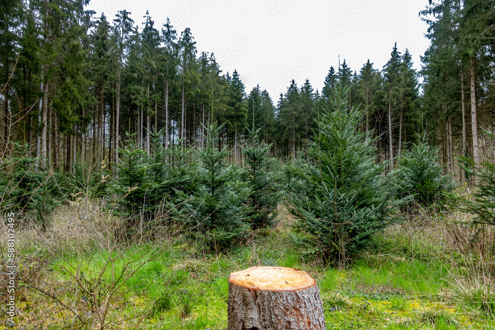 Wiederaufforstung nach Kahlschlag im Mischwald Wiederaufforstung nach Kahlschlag im Mischwald