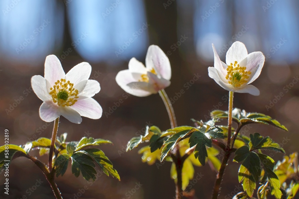 Obraz premium Spring white flowers in the forest - Anemone nemorosa