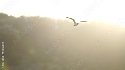 Seagulls silhouettes flying in slow motion close to camera with sea at the background at sunset photo