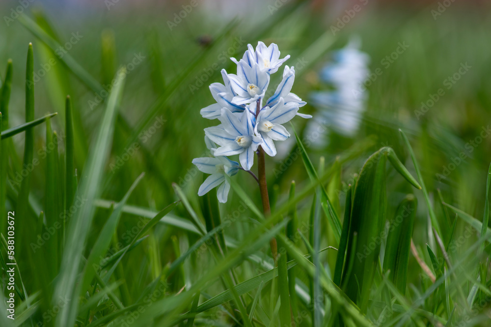 Puschkinia scilloides early spring bulbous flowers in bloom, small white and blue flowering plant, called striped lebanon squill